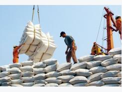 Creating favourable conditions for rice exports