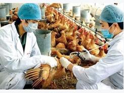 Health ministry sets out four scenarios to prevent A/H7N9