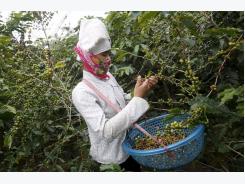 Firming prices may sink Vietnam's robusta shipments despite Fed rate hike