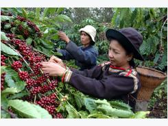 Harvest rain takes the flavor out of Vietnamese coffee crop