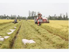 Mekong Delta’s rice yield rises in winter-spring crop