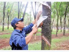 Đủ dinh dưỡng, cây cao su khỏe, cho năng suất cao