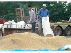 Thailand sells 1 million tonnes of rice at first bidding