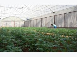 Doanh nghiệp Việt muốn học Hà Lan cách trồng hoa, khoai tây