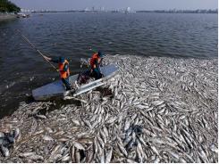 Hanoi to stop fish farming in the West Lake