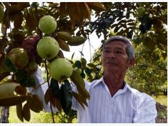 Lão nông làm giàu giữa “rốn mặn” U Minh