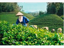 Clean Vietnamese tea expected to conquer world’s markets