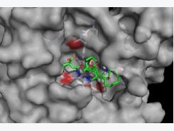 Mycotoxin deactivation with natural enzymes