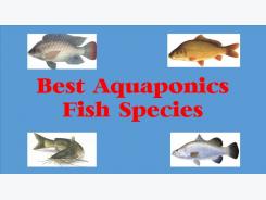 Top 10 Best Aquaponics Fish Species