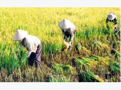 Rice farmers’ income drops by seven times in last 10 years