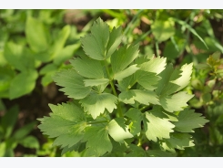Cropped: How to Grow Lovage