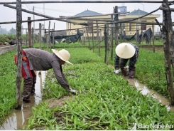 Thu 9 tỷ đồng mỗi năm từ trồng rau mùi tàu