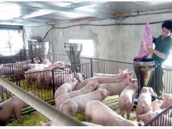 CP TPP to bring both opportunities, challenges to breeding sector
