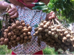 Australian officials optimist about Vietnamese longan imports from 2019