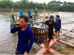 US to inspect Việt Nam catfish controls