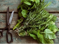 How to Harvest and Dry Herbs