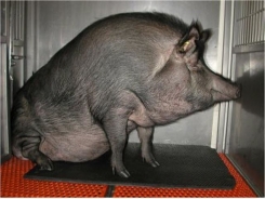 Protein can cause lifestyle diseases in fat pigs