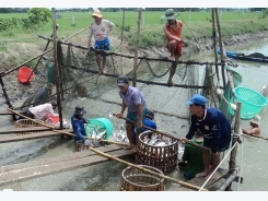 Pangasius fish price remains high in Mekong Delta