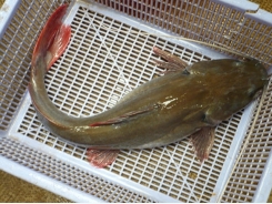 Đặc điểm sinh học của một số loài cá nuôi lồng bè tại tỉnh Quảng Nam (cá lăng nha)