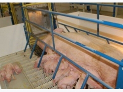 Swine disease insurance hits market