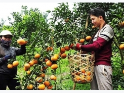 Vietnam eyes US$21 billion in cultivation exports in 2018