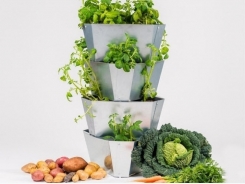 Đủ rau củ quả ăn cả năm nhờ kệ trồng cây tiết kiệm không gian cho nhà nhỏ