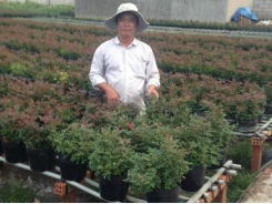 Lão nông biến ruộng trũng thành giàn hoa kiểng 2.000 m2
