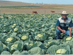 From a tiny plot to a thriving commercial farm