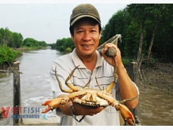 Cà Mau’s crab export to be developed as strategic aquatic product after shrimp