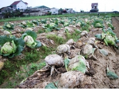 Vegetable prices plunge in northern and central regions