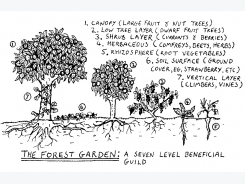 How to Plant a Food Forest This Winter