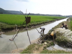 Nông dân Phú Yên xuống đồng sớm chăm sóc lúa