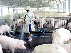 Vietnamese farmers expect higher profits with CPTPP trade agreement