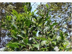 Chè xanh Tiên Phước