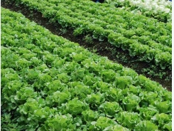 Kỹ thuật trồng và chăm sóc rau xà lách cho năng suất bội thu
