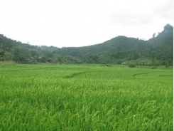 Trồng lúa năng suất 58 tạ mỗi ha ở huyện vùng cao Hà Giang