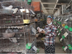 Kinh nghiệm nuôi bồ câu Pháp sinh sản lãi cả tỷ mỗi năm