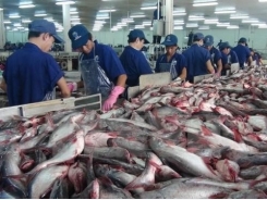 Tra fish prices hit record high amid material shortages