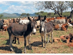 Donkey farming: opportunity or threat?