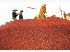 Vietnam struggles to deal with low coffee value