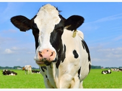 Vitamin A in cattle fodder may protect against cow's milk allergy