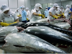 Nhu cầu nhập khẩu cá ngừ chế biến của Đức tăng trong năm 2018