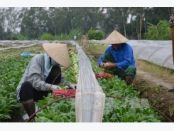 Hà Nội’s organic vegetables find few consumers