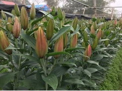Lao Cai to develop 3.5ha hi-tech farms of lilies, roses