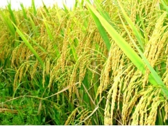 Đón đồng và nuôi hạt lúa Đông Xuân