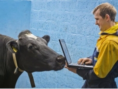 5 Mistakes You Don't Want to Make When Choosing a Cow Monitoring System
