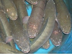Cách phòng trị 7 bệnh thường gặp trên cá nuôi nước ngọt