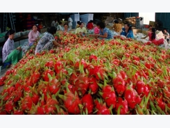 1,500 tonnes of dragon fruit shipped to China