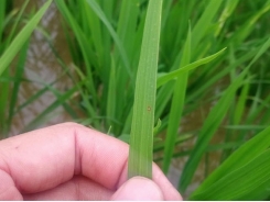 Bệnh đạo ôn phát sinh gây hại 200 ha lúa Nghệ An