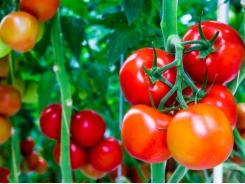 Kỹ thuật trồng cây và bón phân cho cây cà chua ăn không hết quả